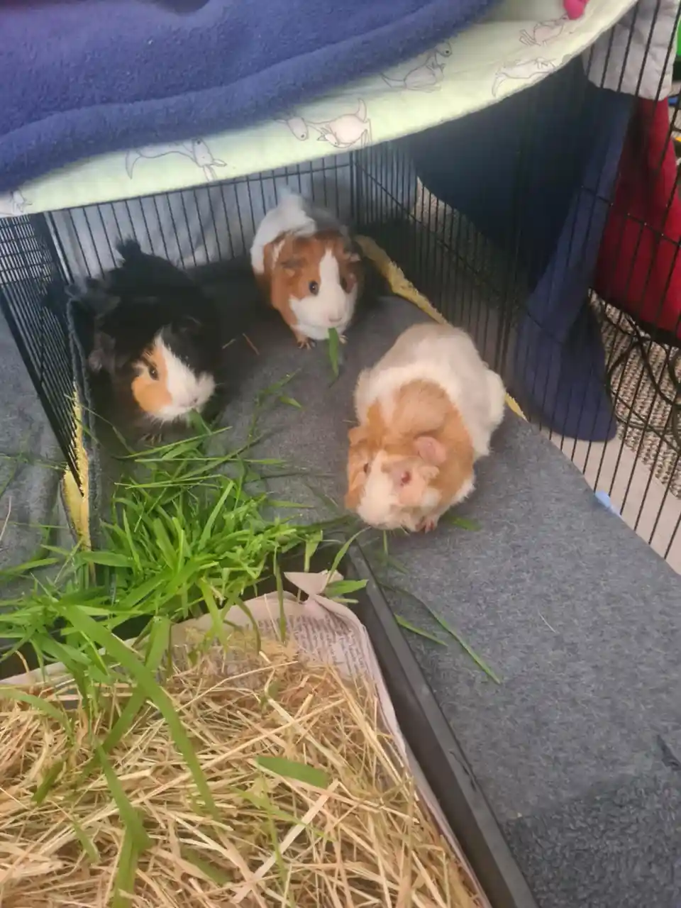 Little piggies enjoying their feast