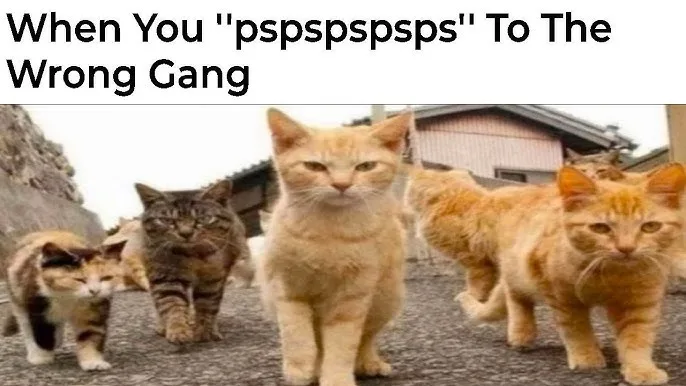A group of five cats, mostly orange tabbies, are walking purposefully toward the camera on a gravel path with houses in the…