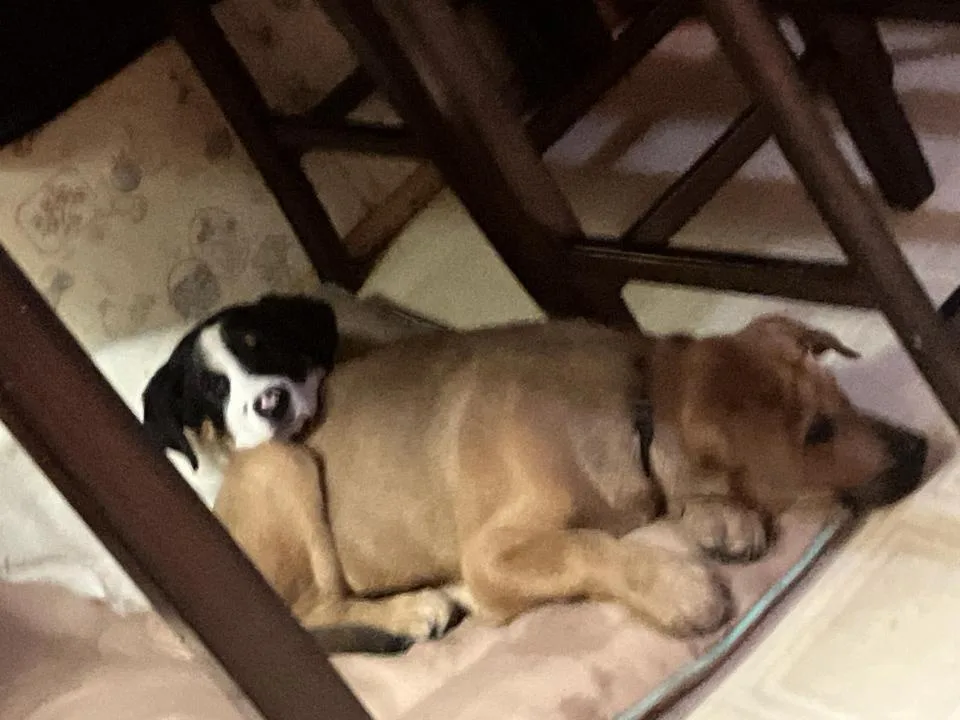 A black-and-white dog is snuggled up against a tan dog lying on a cushion under a wooden table. The black-and-white dog has…