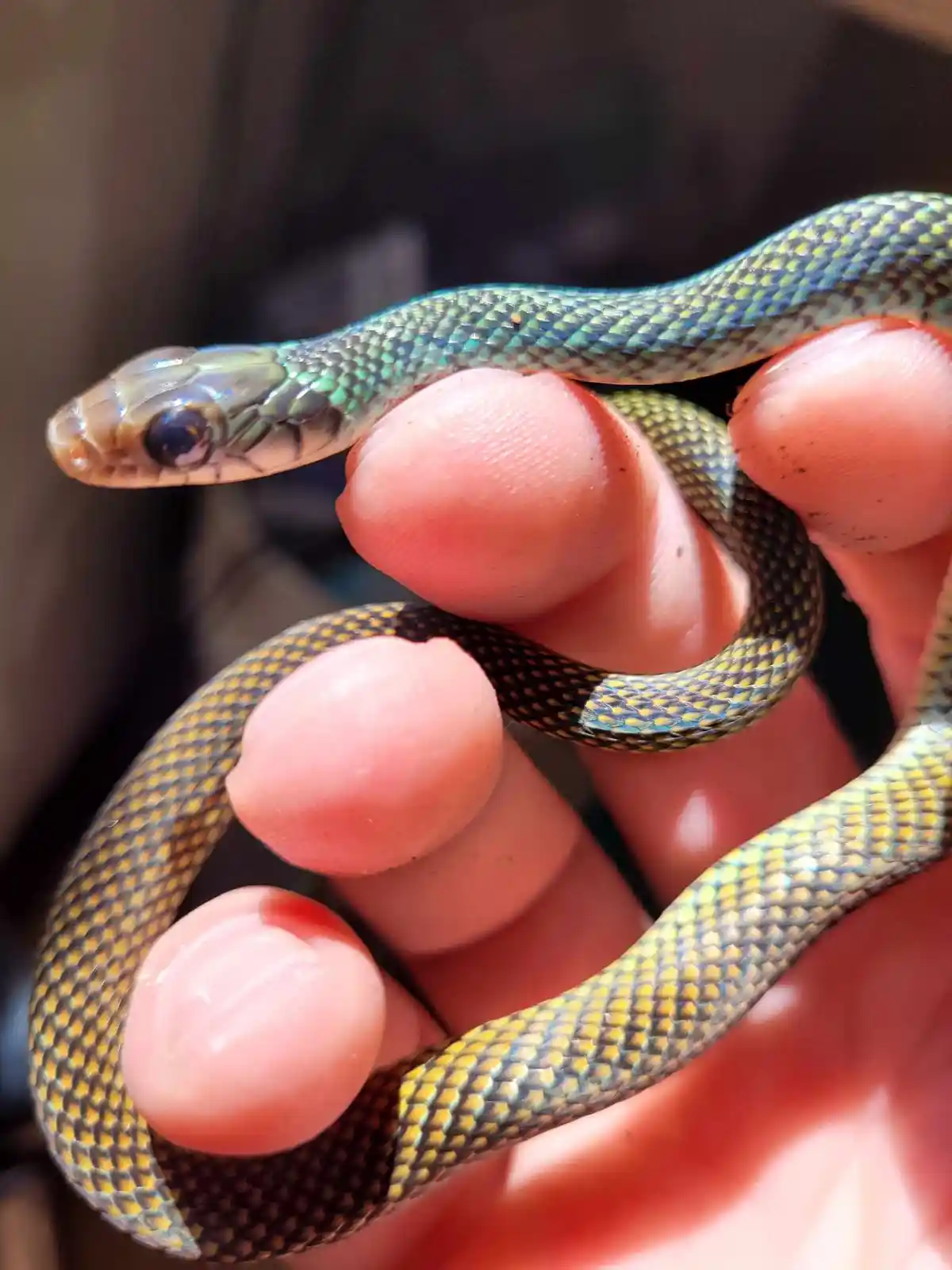 A small, iridescent green and yellow snake with black scales is coiled around a person's fingers, its head facing forward…