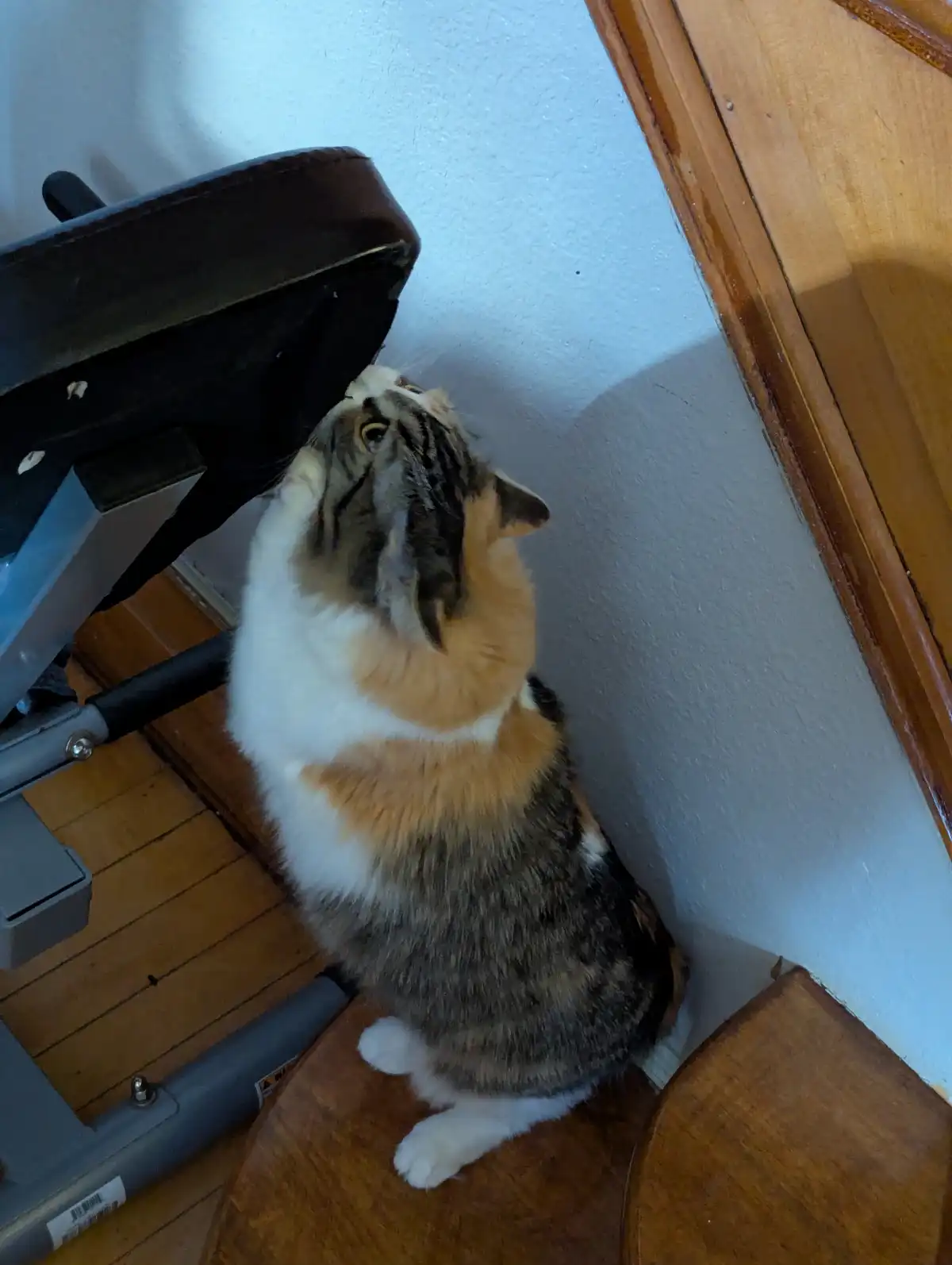 A calico cat sits on a wooden floor, looking up intently at the edge of a black exercise machine. The cat's head is tilted…