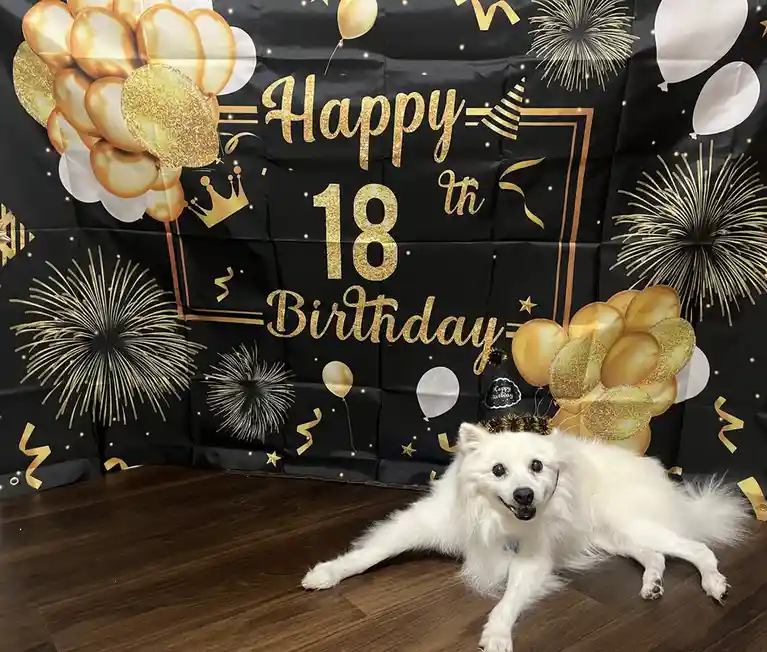 A fluffy white dog wearing a small black party hat with 'Happy Birthday' text lies on a wooden floor in front of a black…