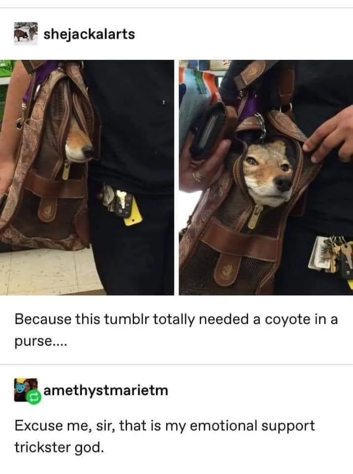 Two photos show a coyote's head peeking out of a brown patterned purse carried by a person. The first photo shows the…