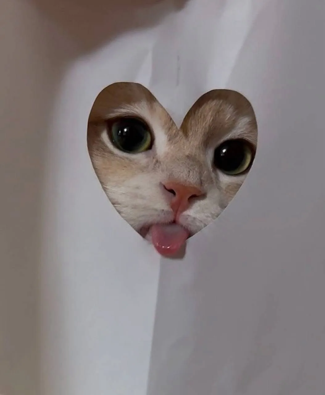 A close-up of a cat's face peering through a heart-shaped hole in a white surface, its pink tongue sticking out playfully…