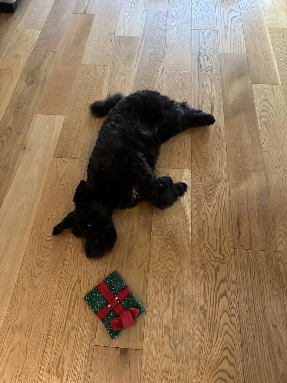 A black, curly-haired dog lies on its side on a light wood floor, looking up at a small green and red plush gift toy with a…