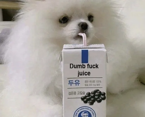 A small, fluffy white dog is seen drinking from a carton labeled 'Dumb fuck juice' with Korean text and soybean imagery…