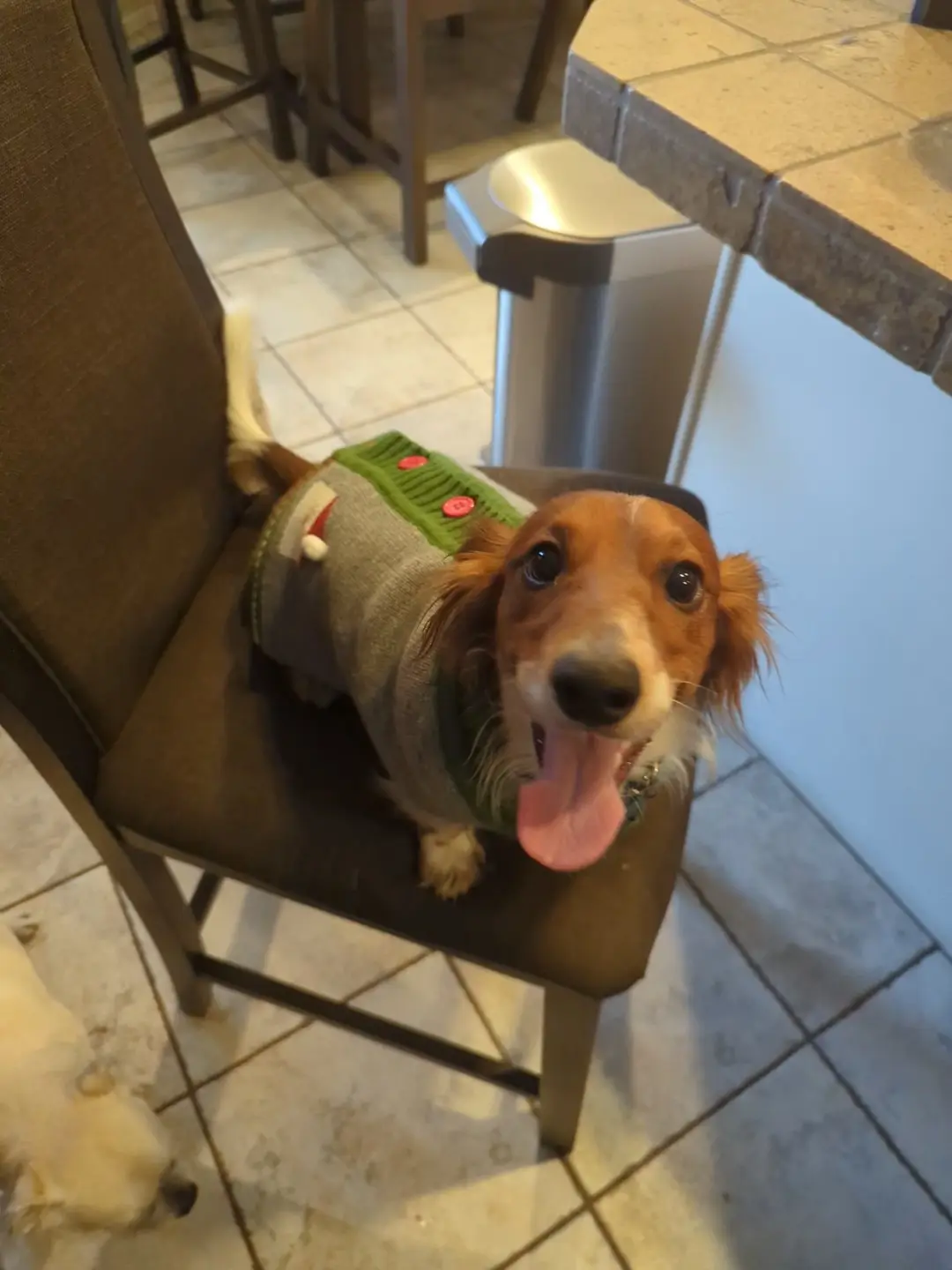 My Dog is Absolutely Wild!