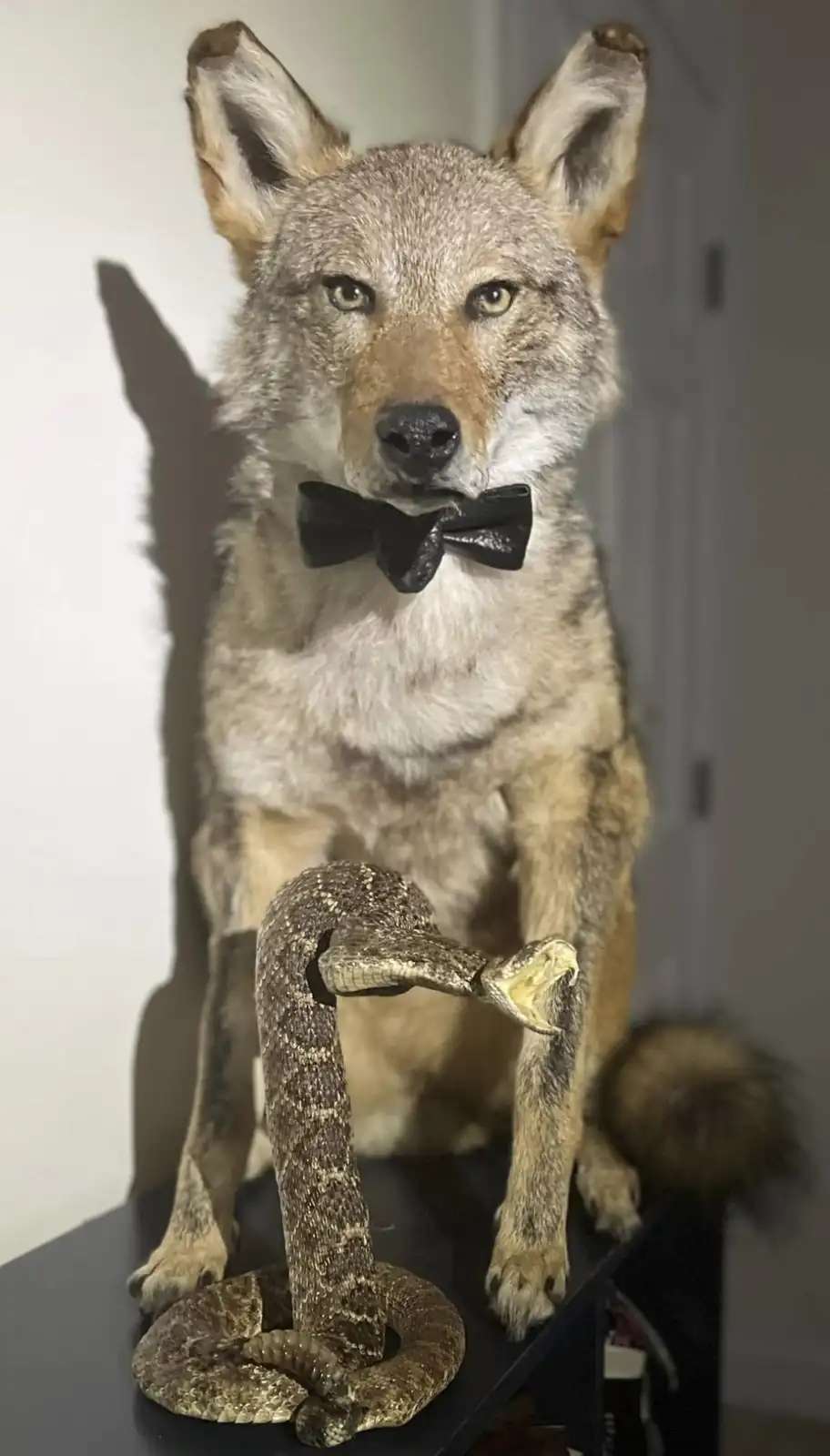 A taxidermied coyote wearing a black bowtie sits upright on a dark surface, staring forward with a serious expression. In…