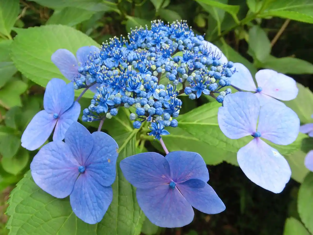 A close-up photograph of a blue hydrangea flower cluster with large, showy petals and a dense center of tiny florets…