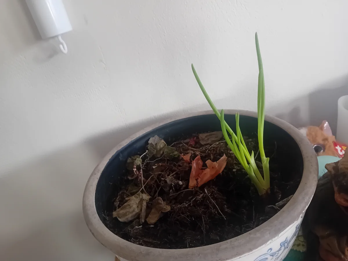A potted plant with mostly dead, decaying leaves and soil, but a few vibrant green shoots growing upwards. The text overlaid…
