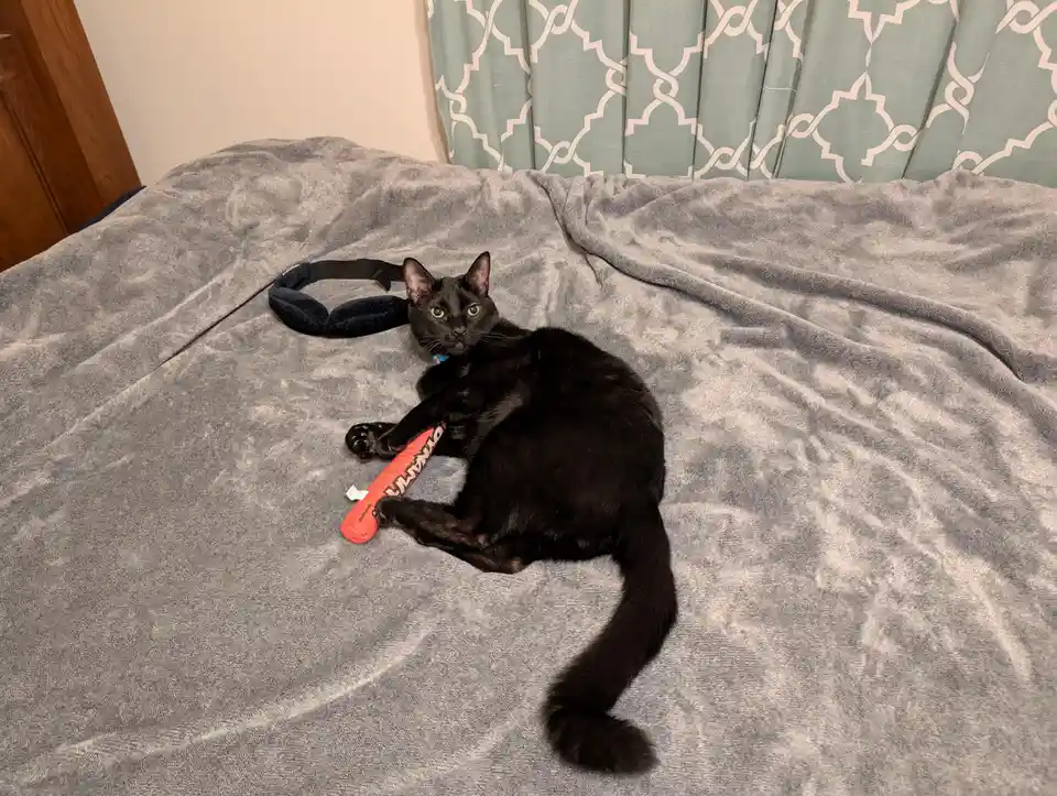 A black cat with yellow eyes lies on a gray blanket on a bed, holding an orange cat toy. Next to the cat is a black…