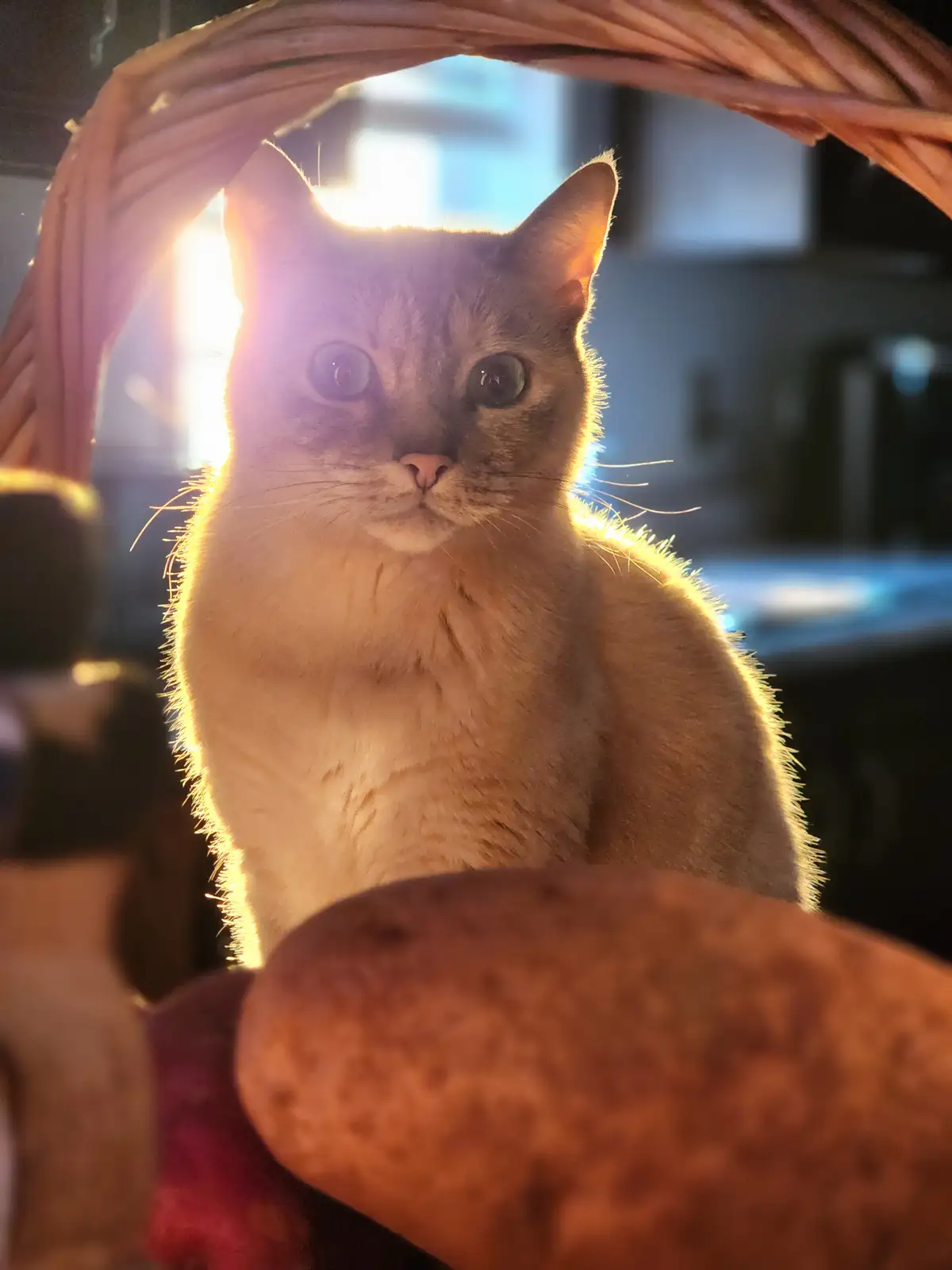 A light brown cat sits inside a wicker basket, framed by the basket's rim, with bright sunlight backlighting it and creating…