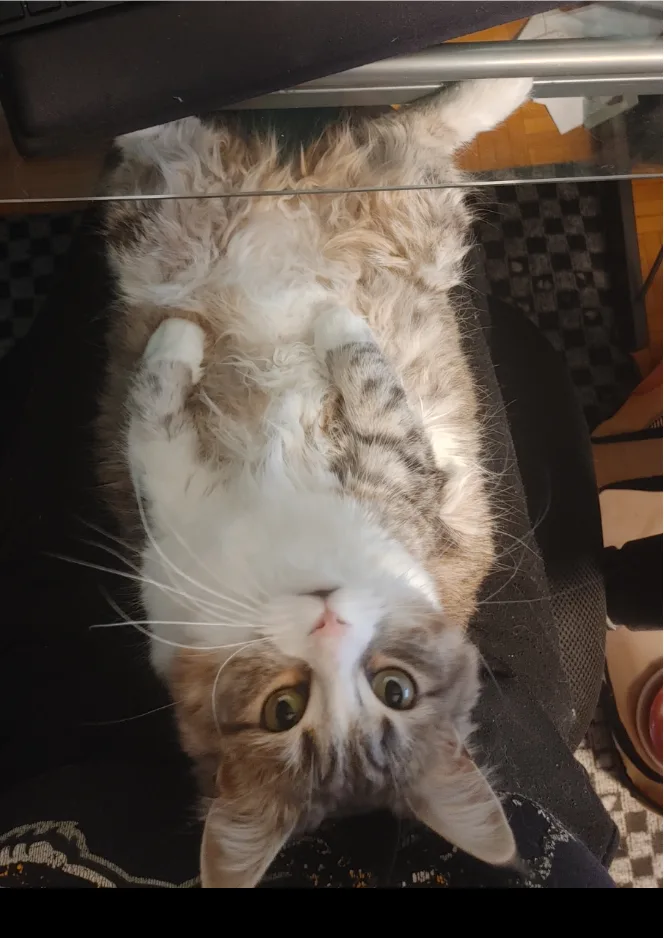 A fluffy, long-haired tabby cat with white markings is lying on its back on a dark surface, looking up with wide, startled…