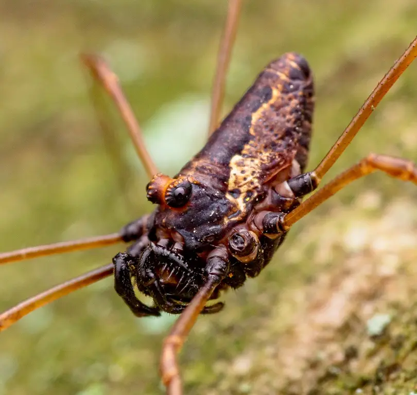 A close-up photo of a harvestman (daddy longlegs) with a dark, textured body and long, thin legs, set against a blurred…
