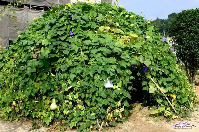 Let's rally for Team Vine Dome!