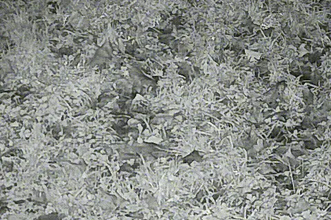 Surprise! It's a cat!