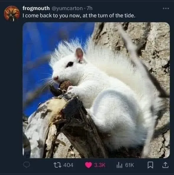 Meet Peanut The White: The Adorable Star