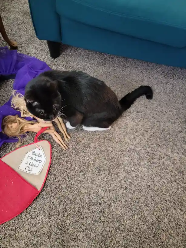 A black cat with white paws sits on a carpet next to a doll wearing a purple dress, appearing to be nuzzling or licking the…