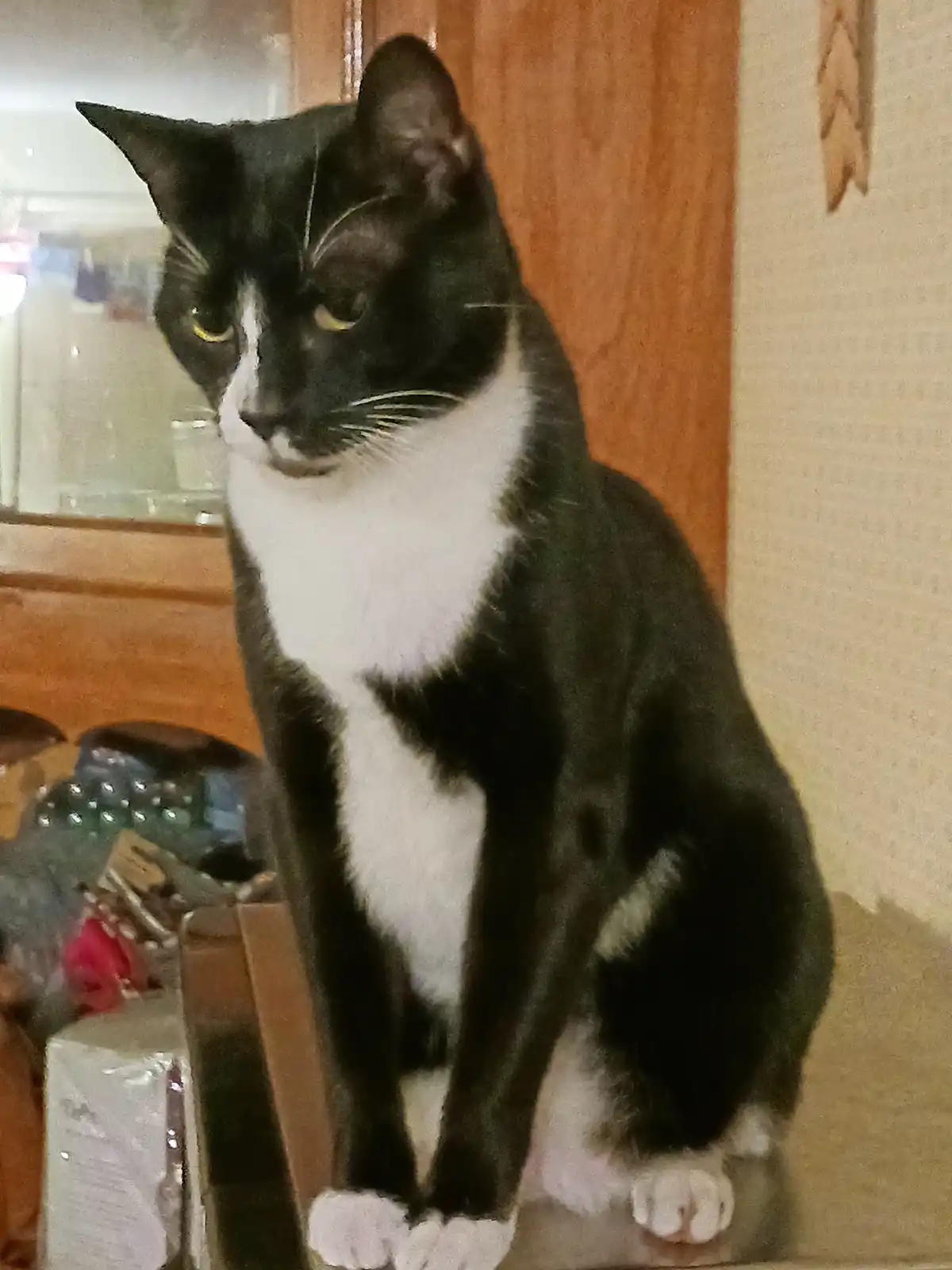 A black and white cat sits upright on a surface indoors, looking slightly to the side with a bored or unimpressed…