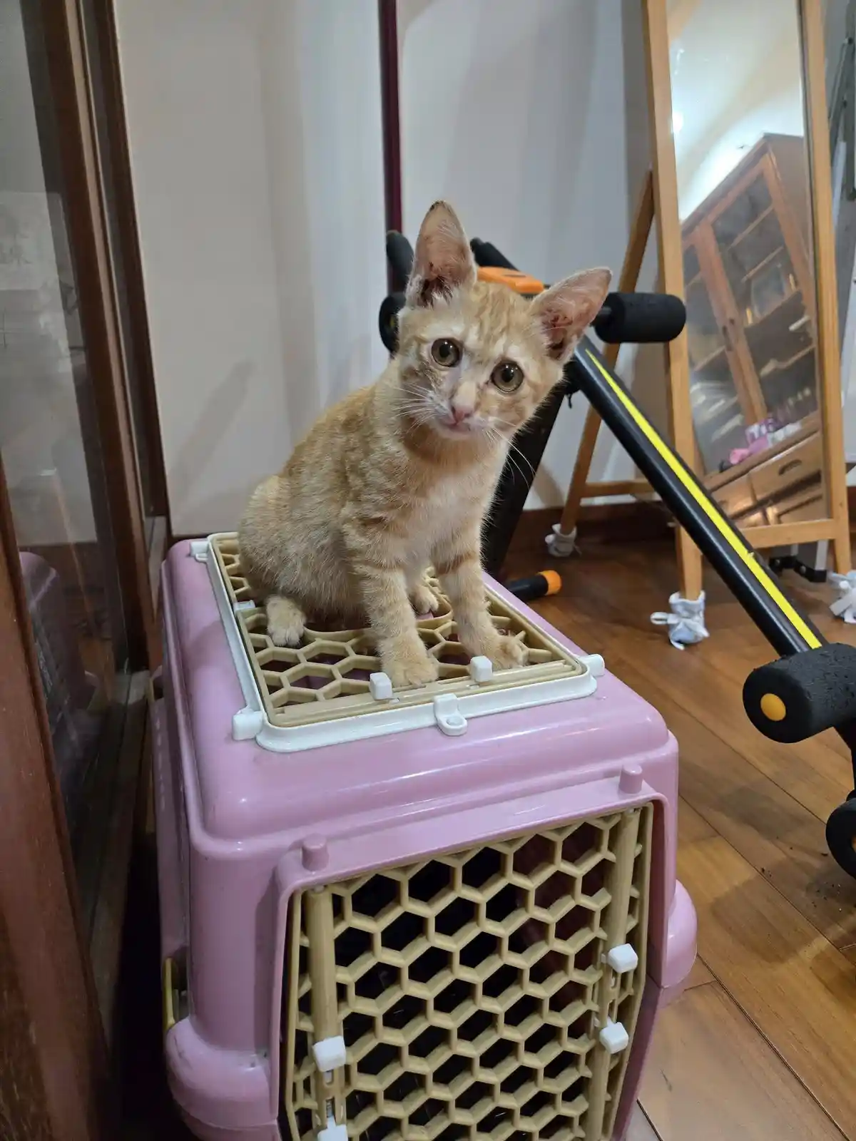 A small ginger kitten with wide, startled eyes sits atop a pink pet carrier, looking directly at the camera. The background…