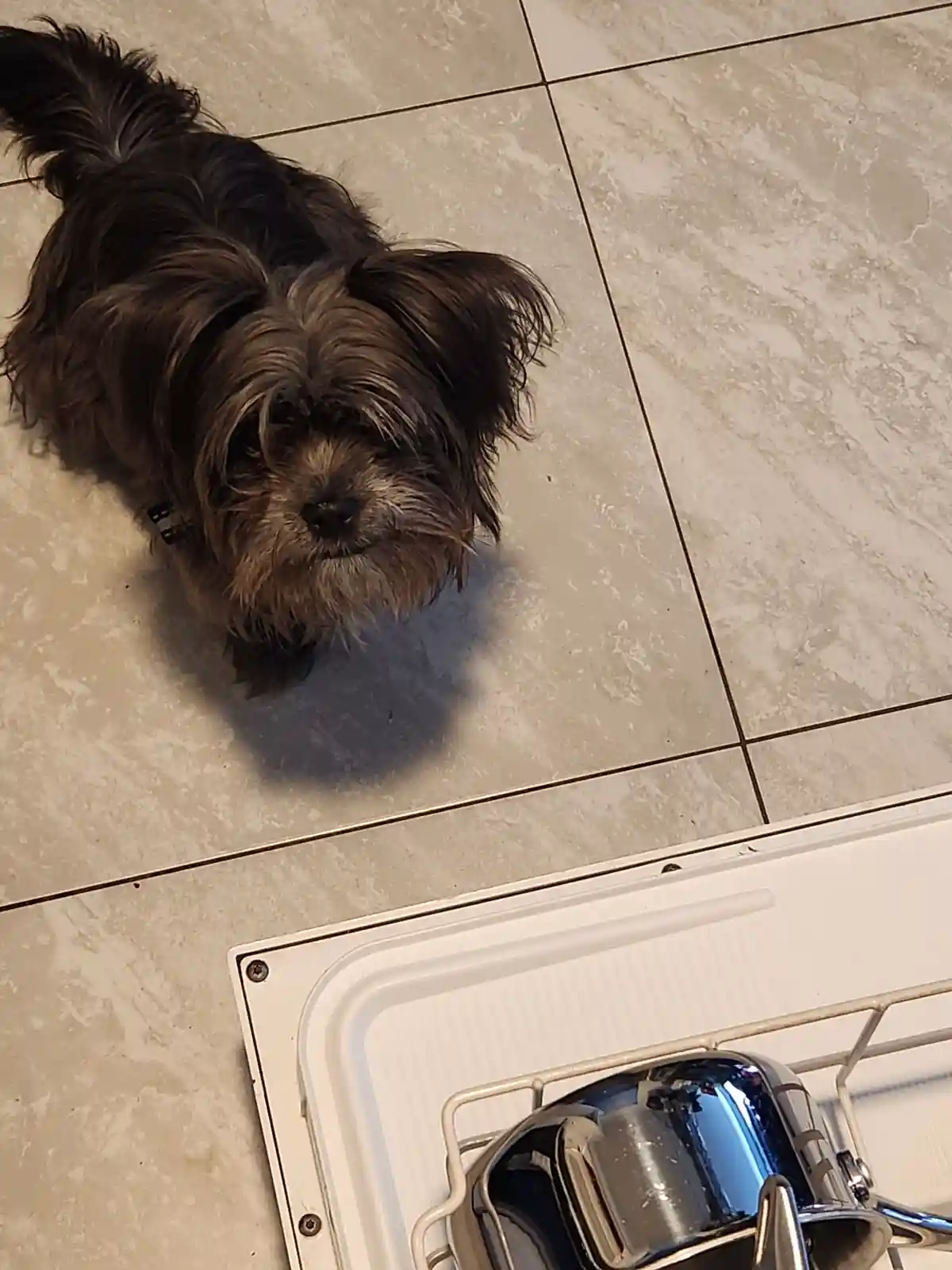 A small, shaggy brown dog with long fur looks up from a tiled floor, positioned near an open dishwasher with shiny silver…