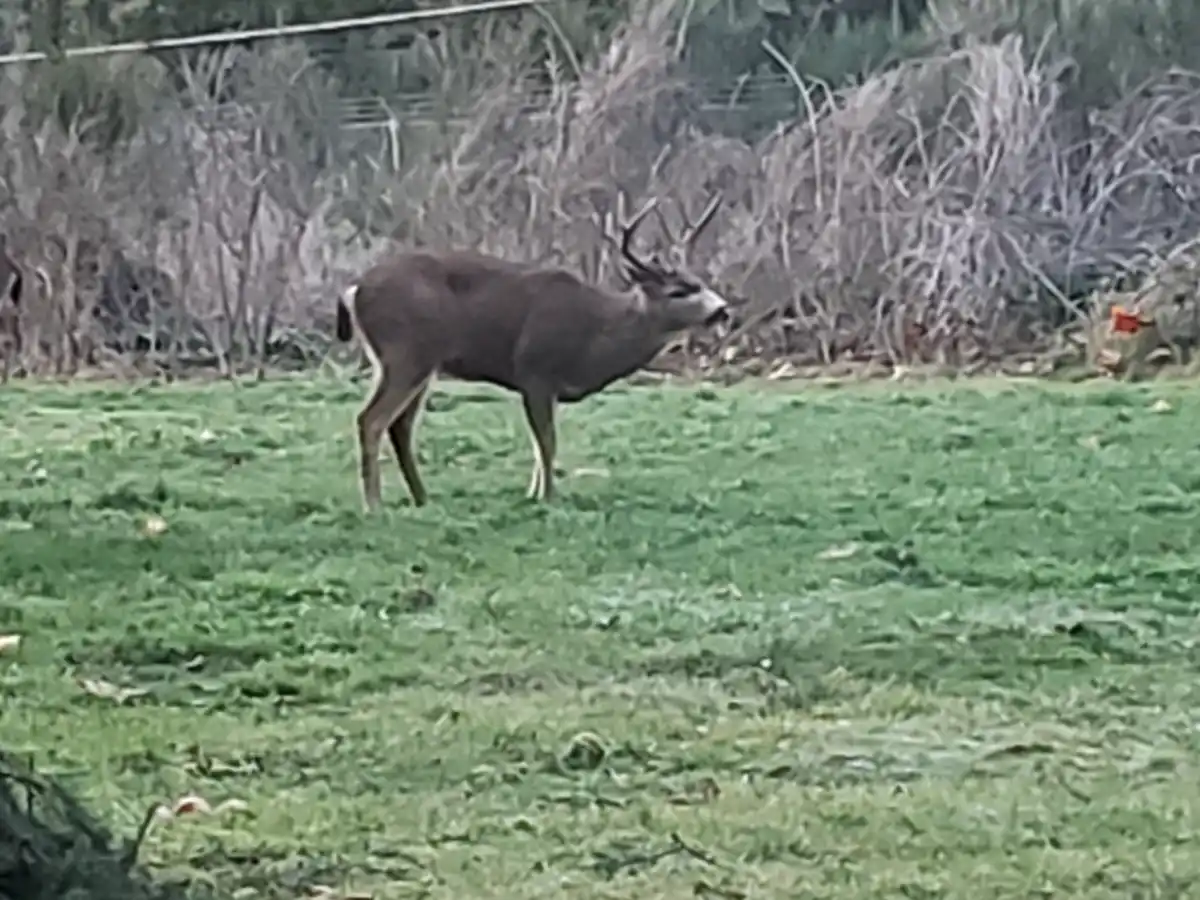 From City Living to Suburban Bliss: Discovering Real Wildlife