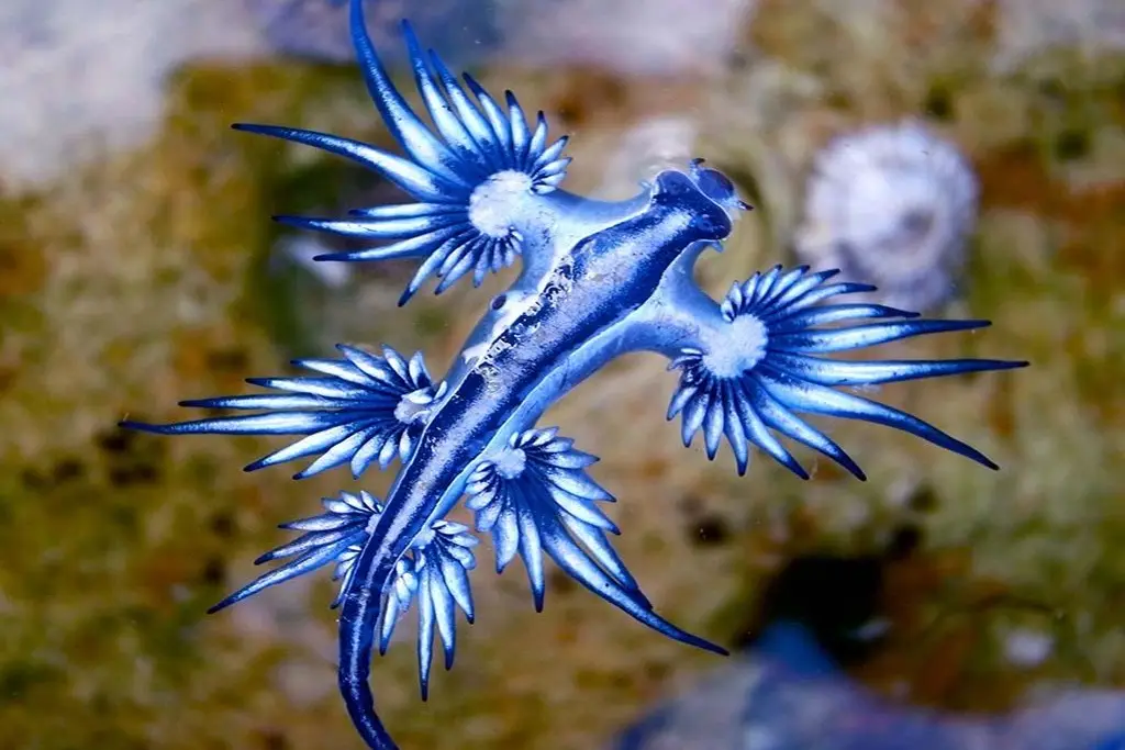A vivid blue sea slug, likely a Glaucus atlanticus, glides through water with feathery appendages resembling wings or dragon…