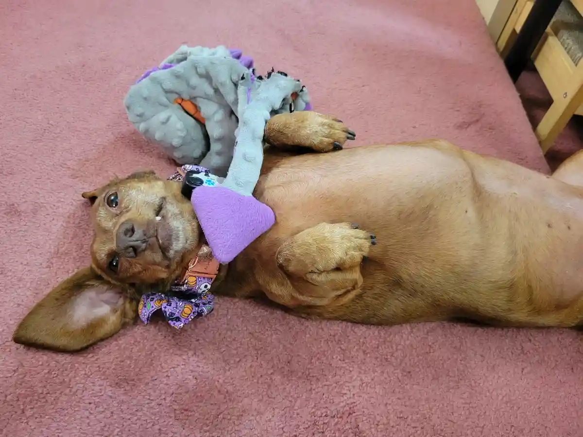 Meet My Adorable Pup Tiger Lilly #667