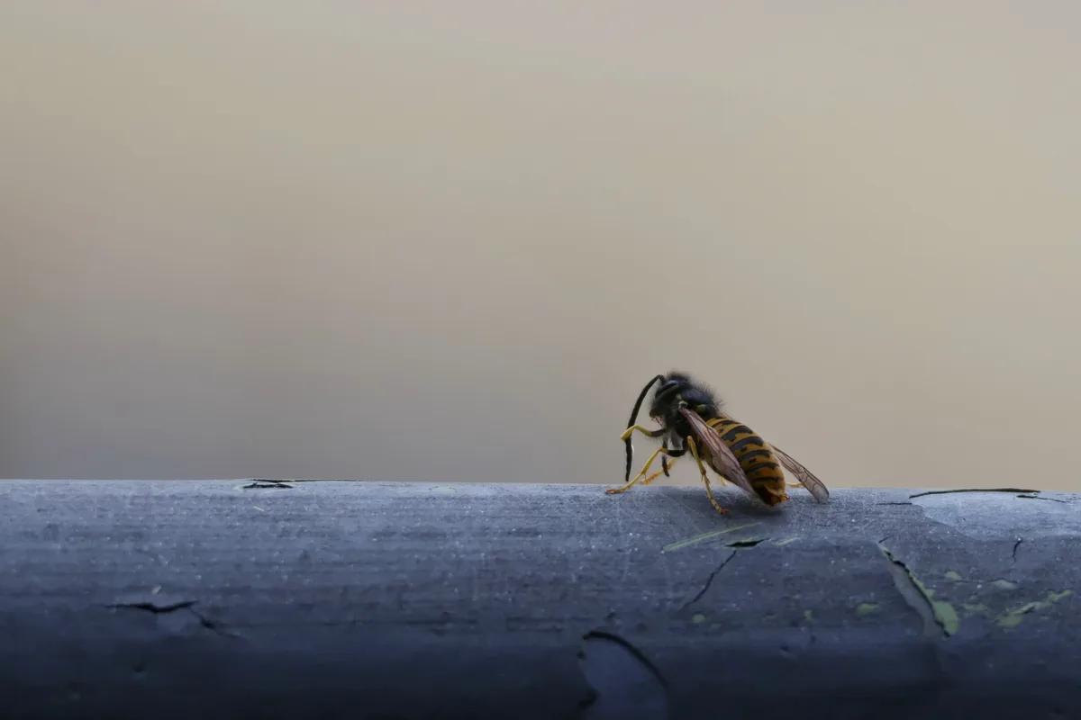 A close-up photograph shows a yellow and black striped wasp perched on a weathered, dark blue wooden surface with visible…