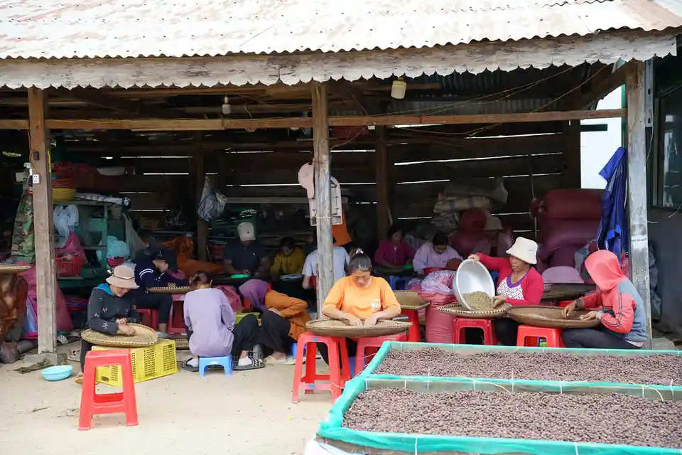 A group of people sit on small plastic stools under a corrugated metal roof, sorting coffee beans in large woven trays. In…