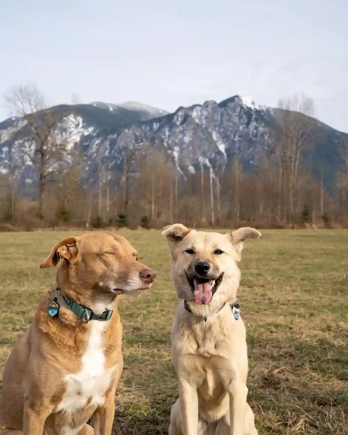 Two dogs sit in a grassy field with snow-capped mountains in the background. The dog on the left has its eyes closed with a…
