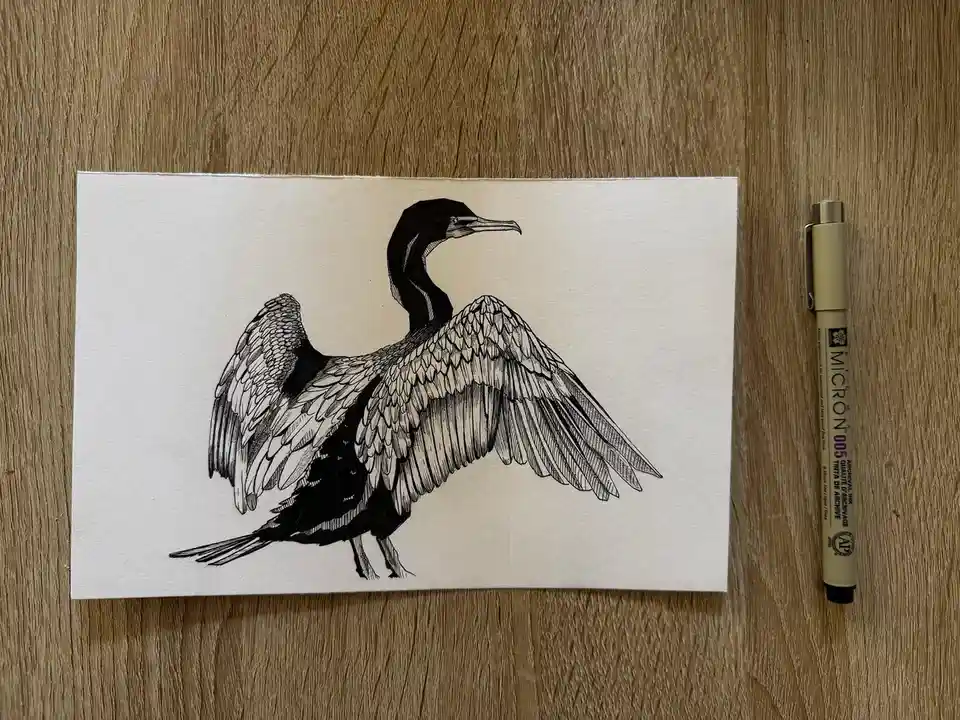 A detailed black-and-white ink drawing of a cormorant with its wings spread wide, standing on a white sheet of paper placed…