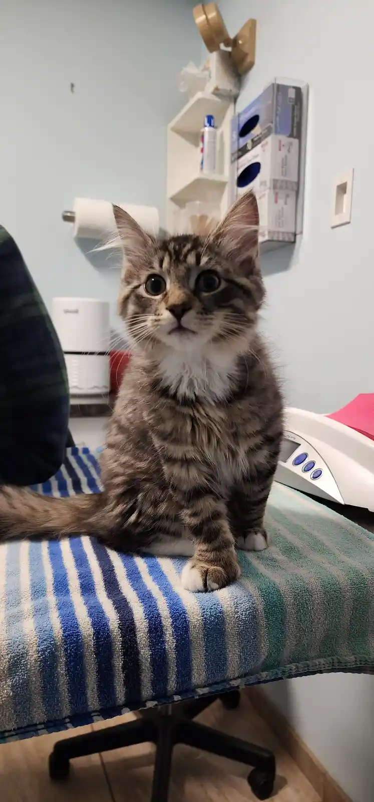Nori, Pepper, and Licorice embark on their second vet adventure
