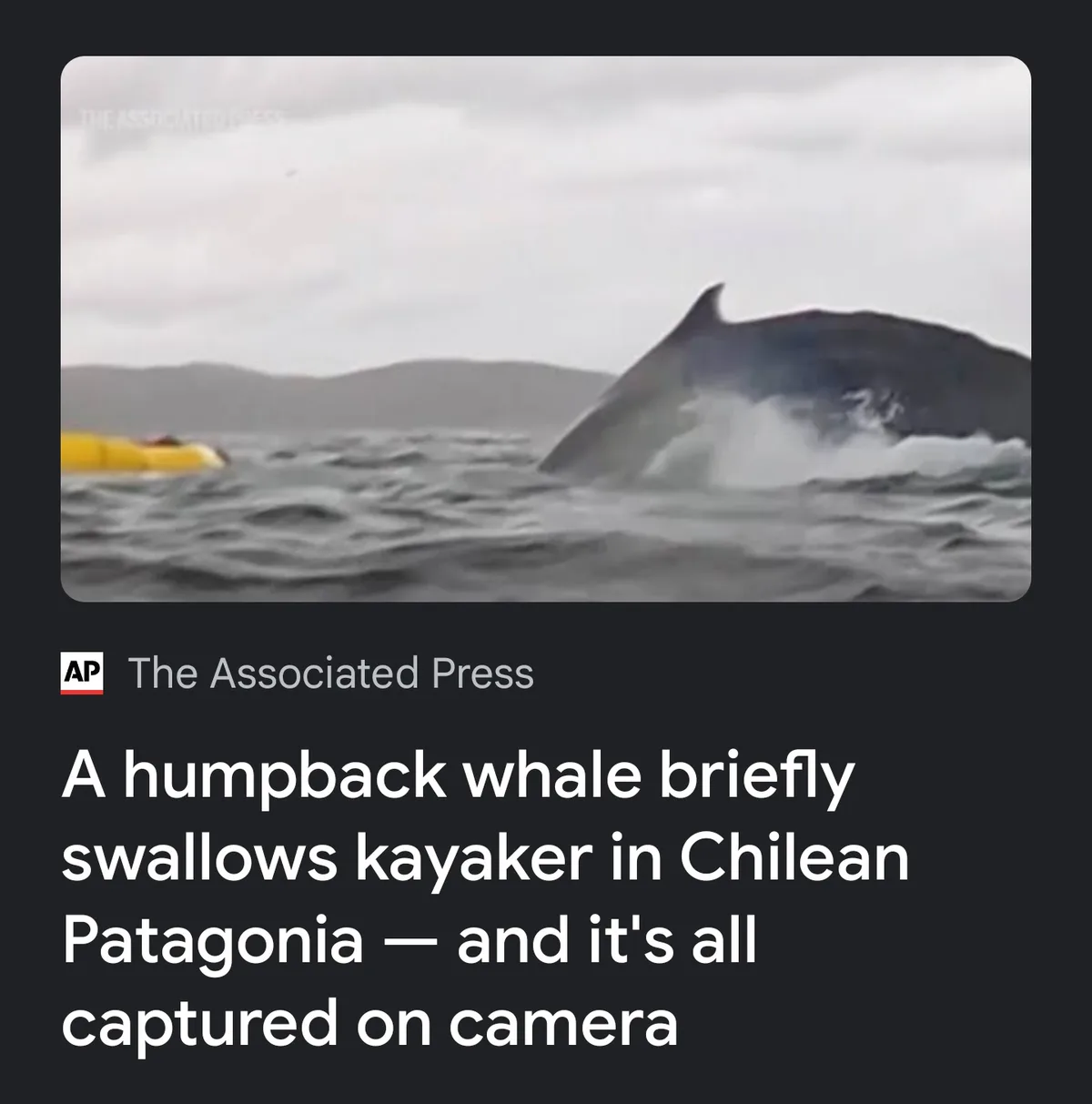 A humpback whale breaches the ocean surface near a yellow kayak, creating a splash. The image is overlaid with text from The…