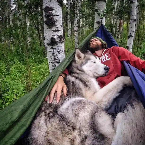 A man with a beard and green beanie sleeps peacefully in a blue and green hammock strung between birch trees in a forest…