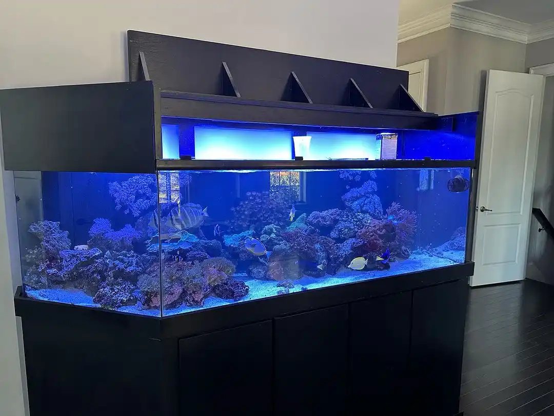 A large, well-lit saltwater aquarium filled with colorful coral and tropical fish sits on a black stand in a home. The tank…
