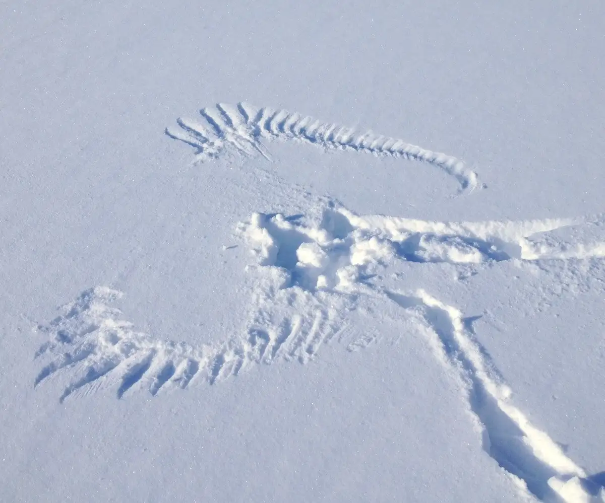 Dad's Hilarious Take: 'Son, the Bunny Just Flew Away!'