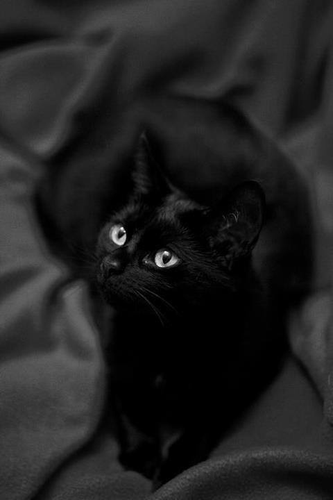 Today's Featured Feline