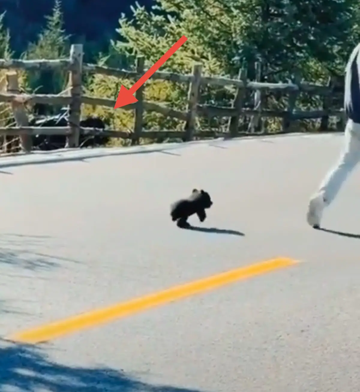 Mama Bear's Protective Instincts in Action