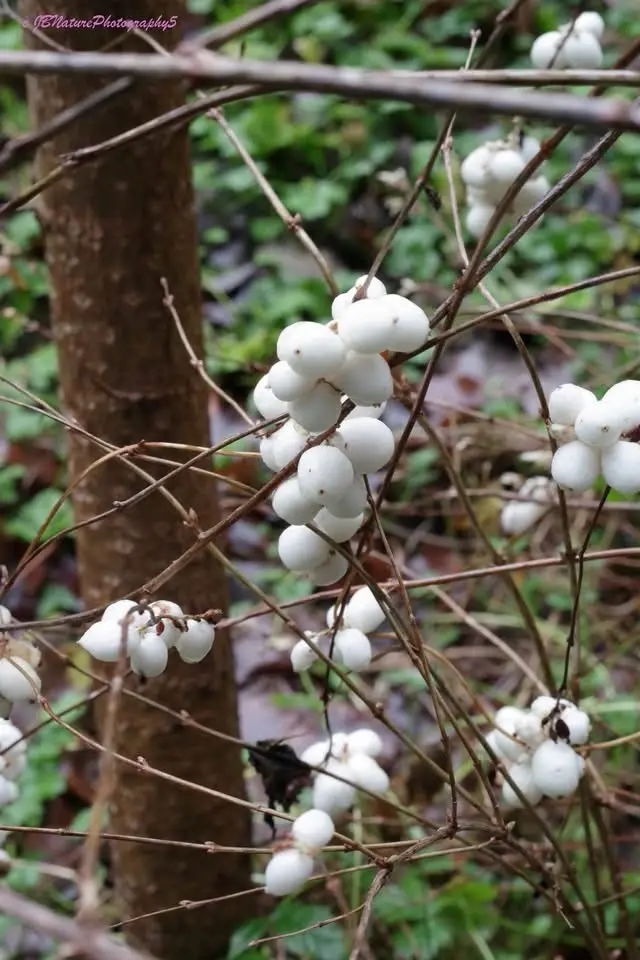 A close-up photo of white, round berries clustered on thin, brown branches of a bush or tree, with green foliage and a tree…