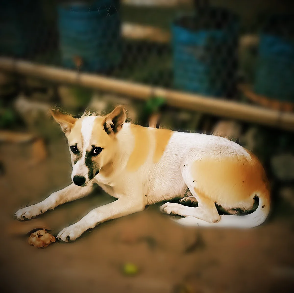 A tan and white dog with black markings around its eyes and muzzle lies on the ground, looking directly at the camera with a…