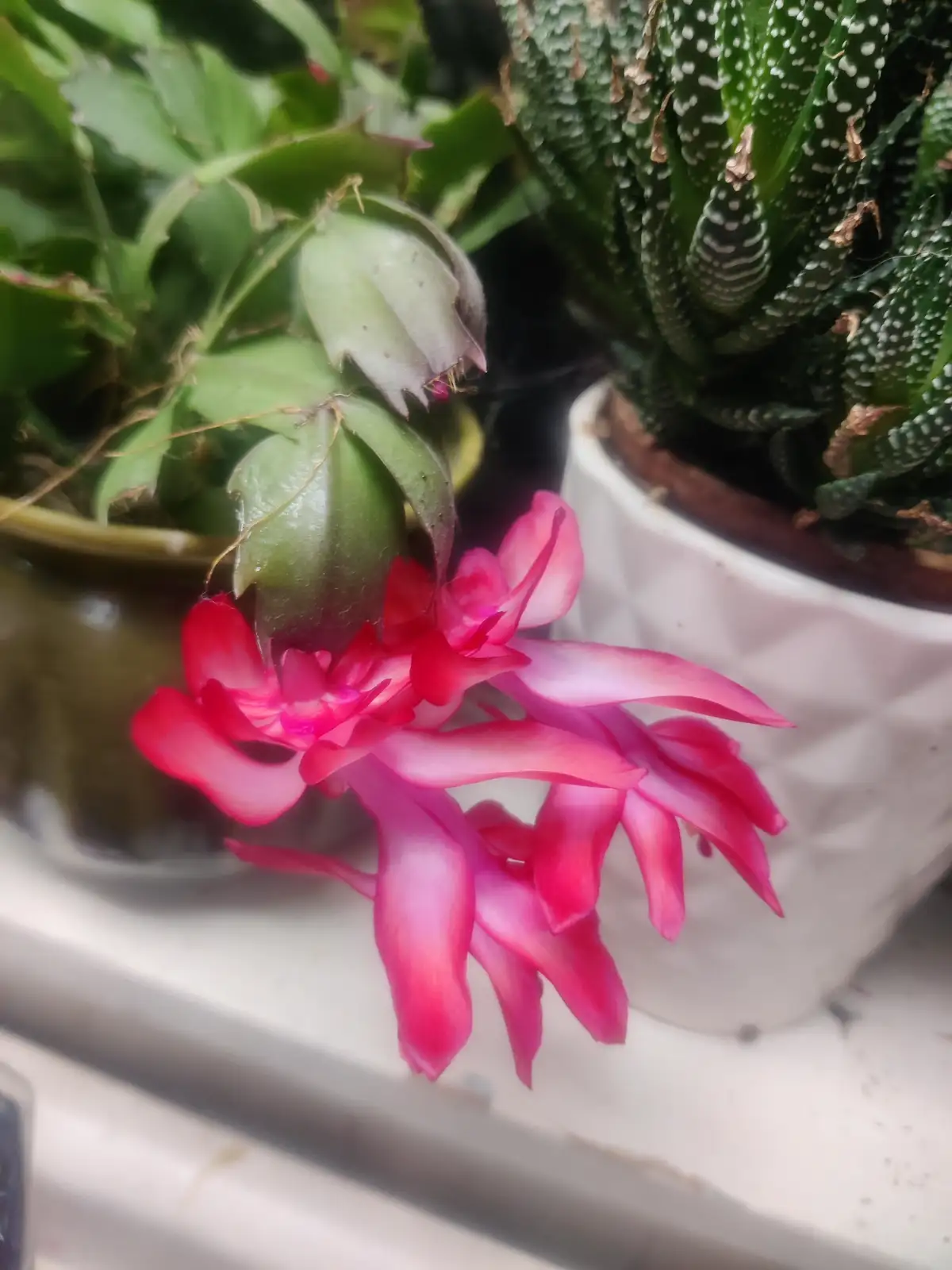 A close-up photo shows a vibrant pink flowering Christmas cactus with green, segmented stems, next to a white pot holding a…