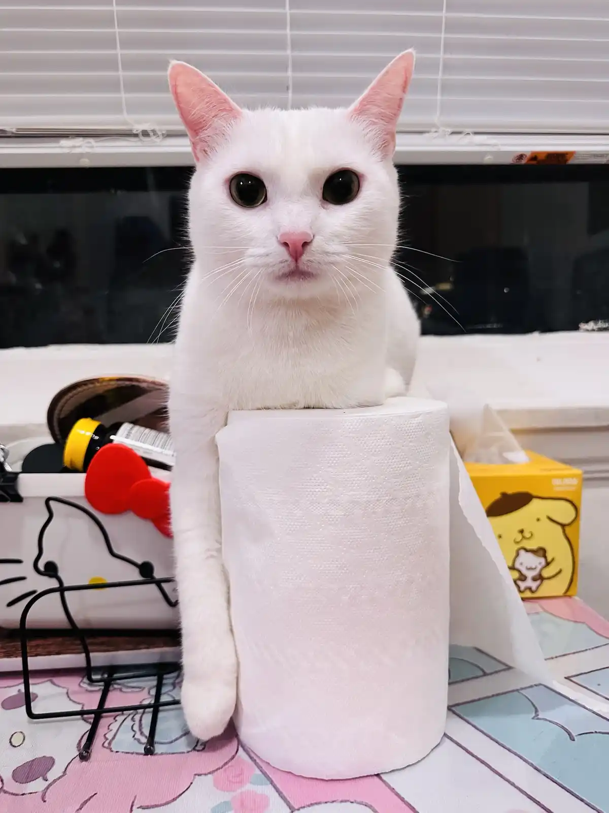 A white cat with pink ears and nose sits atop a large roll of toilet paper, looking directly at the camera with wide…