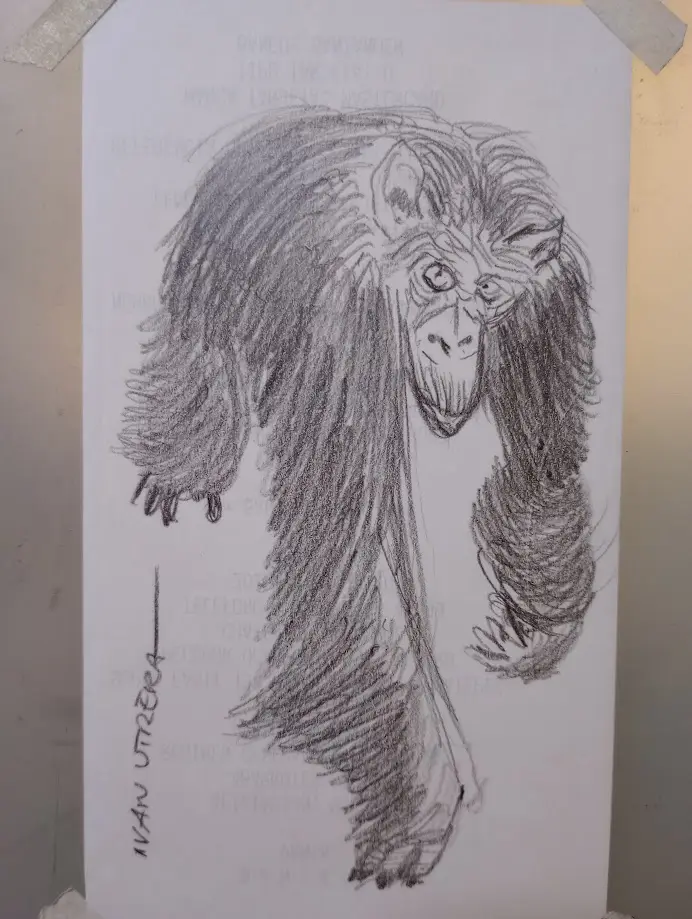 A pencil sketch of a chimpanzee with long, shaggy fur, drawn on paper taped to a wall. The drawing has faint, reversed text…
