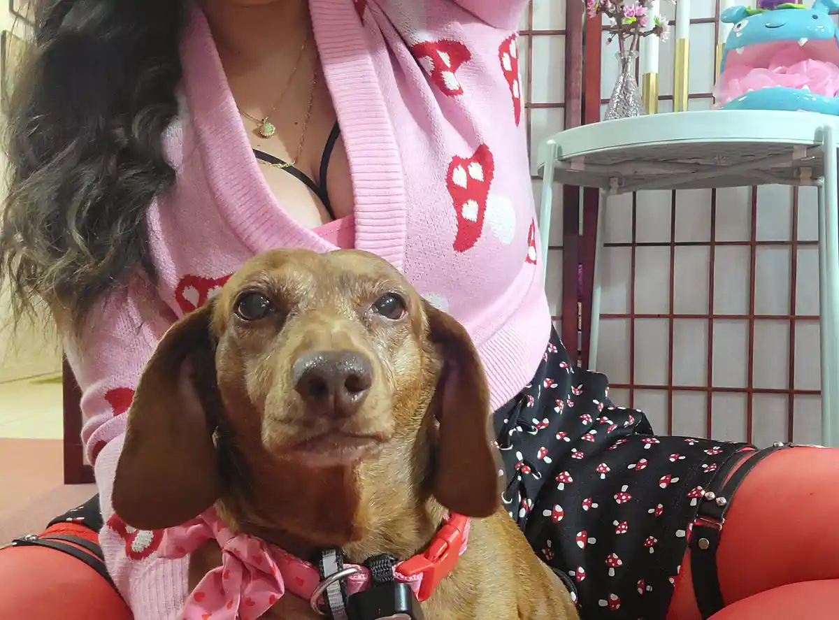 A brown dachshund with large, soulful eyes sits in front of a person wearing a pink sweater with red mushroom patterns and…