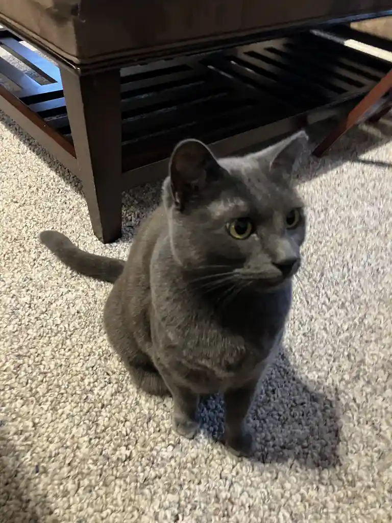 A gray cat with yellow eyes sits on a light-colored carpet under a dark wooden table, looking slightly to the side with a…