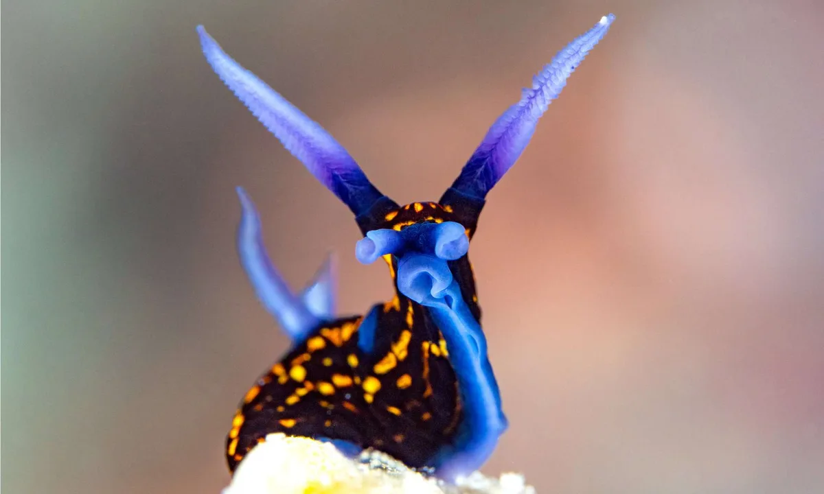 Celebrate Sea Slug Tuesday with Us!