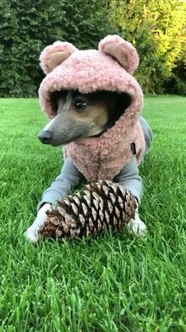 A small dog wearing a pink, fluffy bear costume with ears and a hood is lying on green grass, holding a large pinecone with…