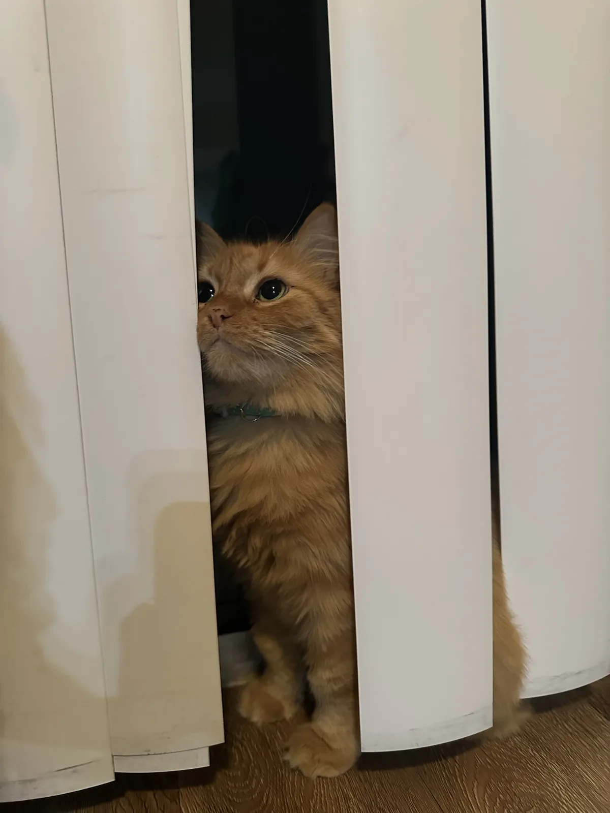 A fluffy orange cat with green eyes peeks out from between white vertical blinds, looking upward with a calm, observant…