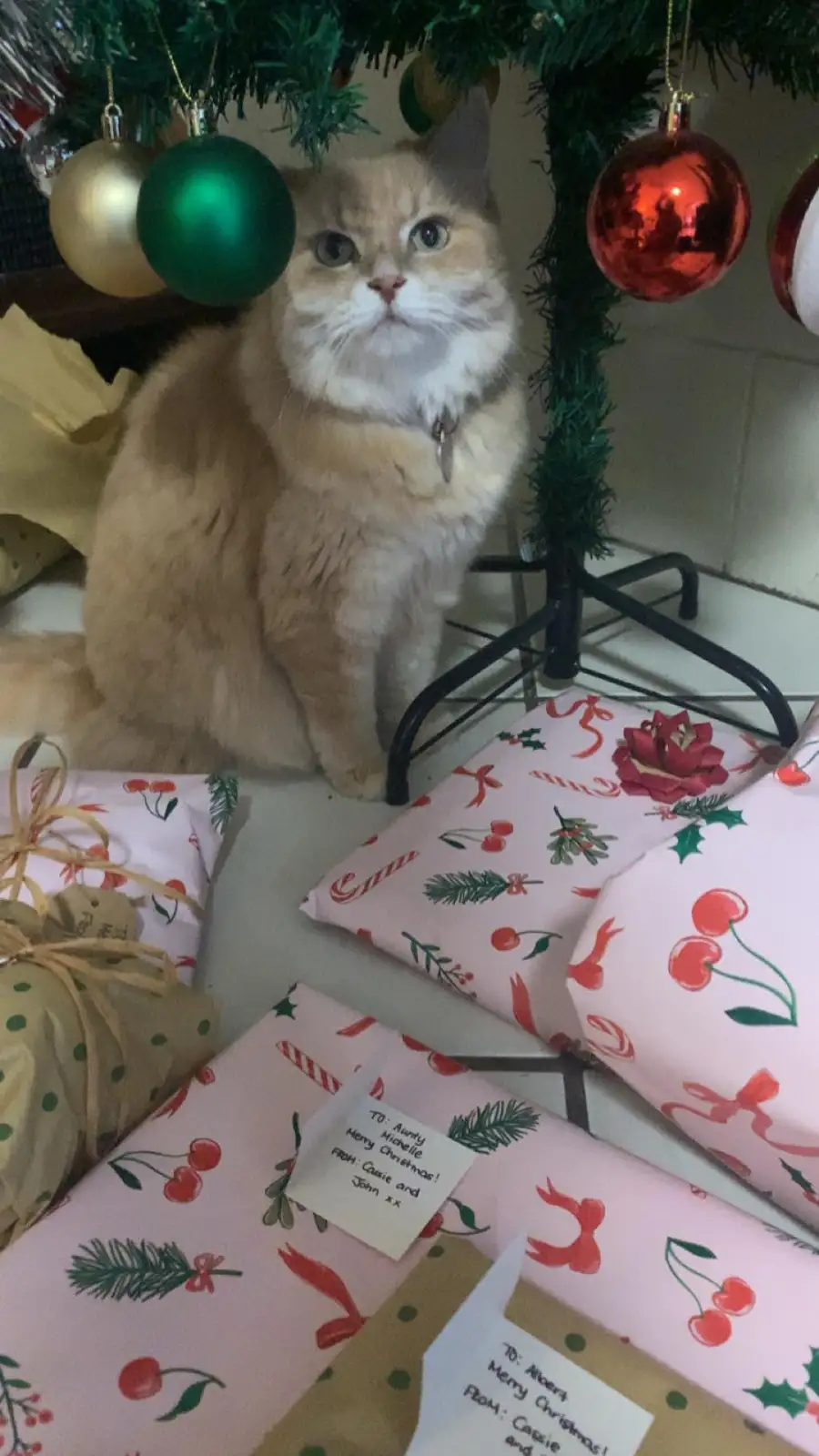 Sending Merry Christmas Wishes from Bailey!